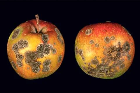 Apple Scab — photo 2