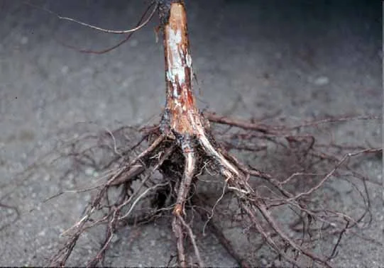 Armillaria Root Rot — photo 2