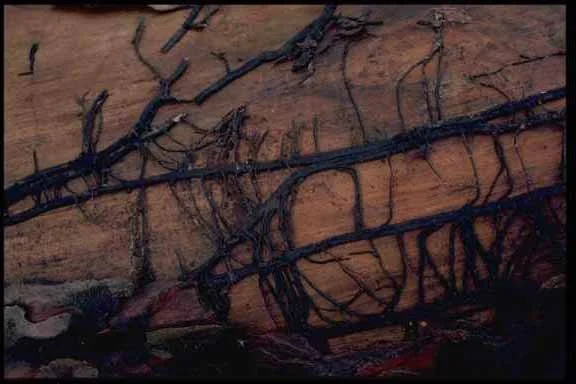 Armillaria Root Rot — photo 3