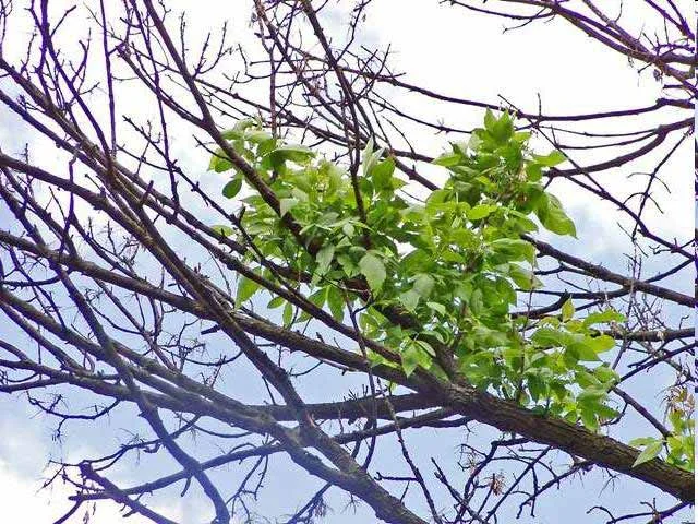 Ash Yellows — photo 2