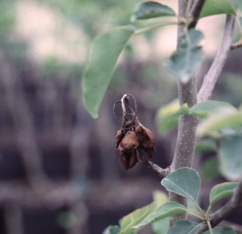 Bacterial Diseases — photo 2