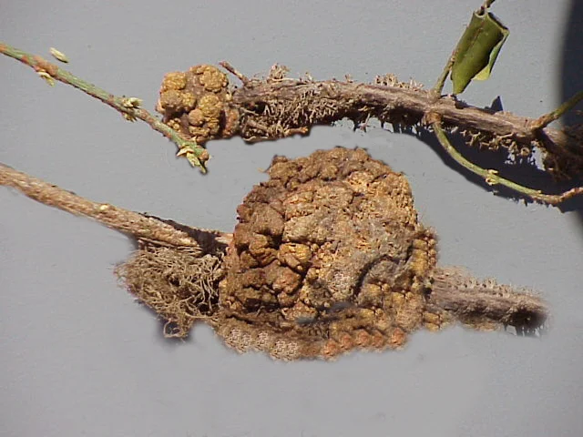 Bacterial Diseases — photo 3