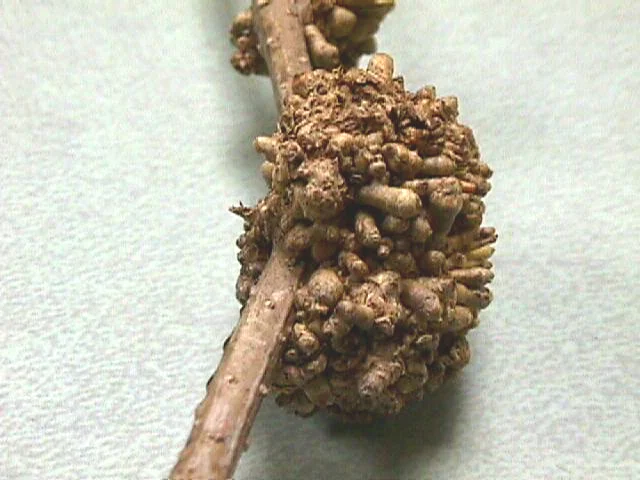 Bacterial Diseases — photo 4