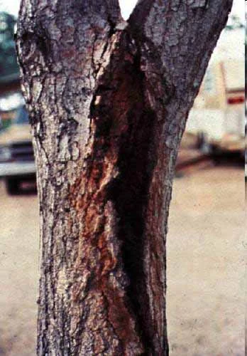 Bacterial Wetwood — photo 2