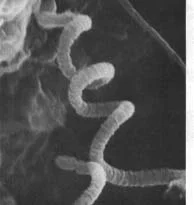 Biotic Problems — photo 2