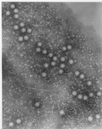 Biotic Problems — photo 3