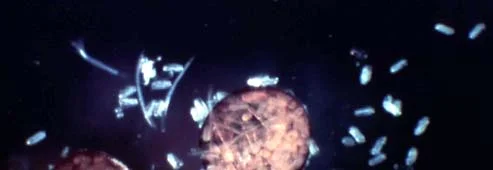 Biotic Problems — photo 4