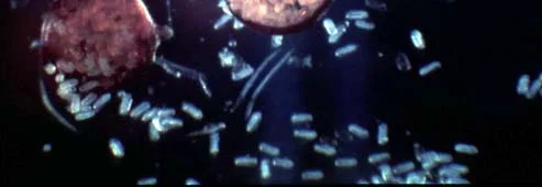 Biotic Problems — photo 5