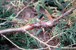 Blight of — photo 2