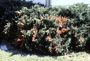 Blight of — photo 3