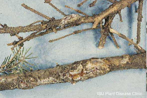 Cytospora or Leucostoma Canker — photo 2