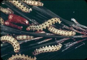 Defoliators — photo 2