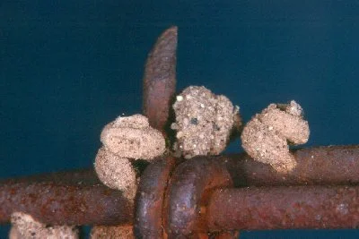 Defoliators — photo 3