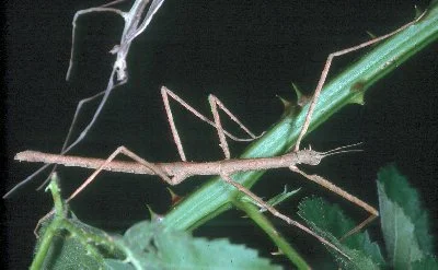 Defoliators — photo 4