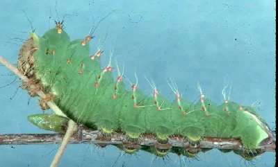 Defoliators — photo 5