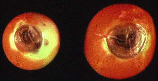 Disease Types — photo 10
