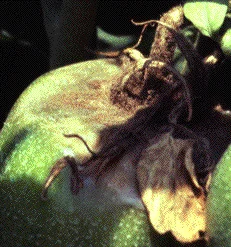 Disease Types — photo 11