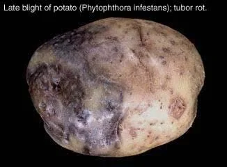 Disease Types — photo 12