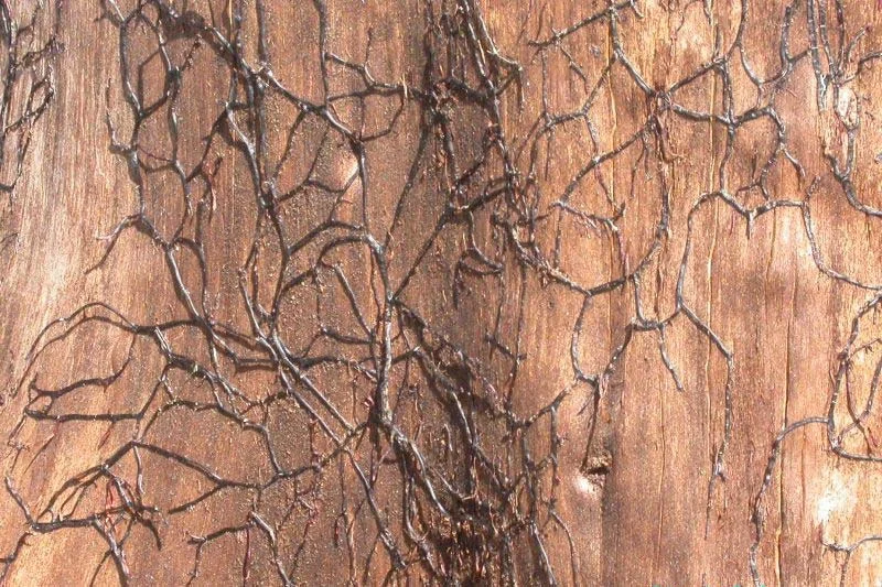 Disease Types — photo 13