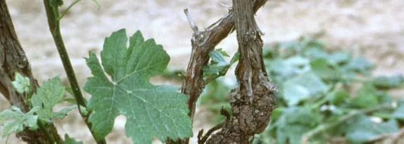 Disease Types — photo 14