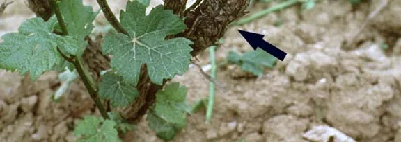 Disease Types — photo 15