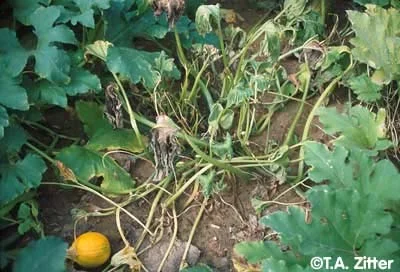 Disease Types — photo 16