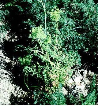 Disease Types — photo 17