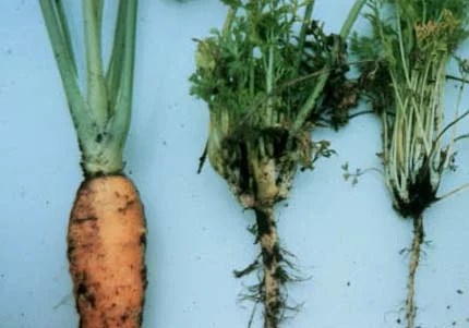 Disease Types — photo 18