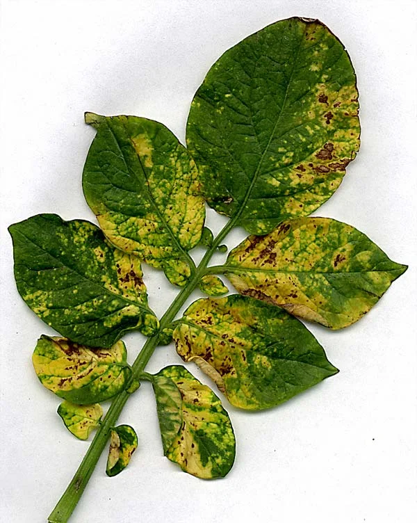 Disease Types — photo 19