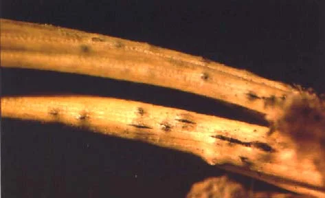 Disease Types — photo 2