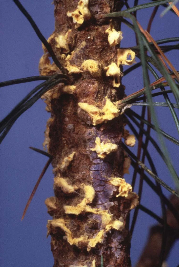 Disease Types — photo 20