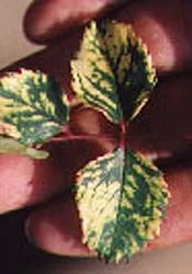 Disease Types — photo 3