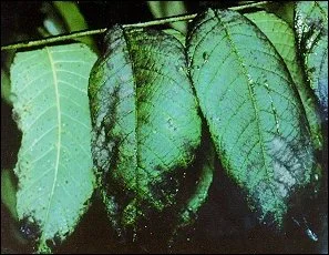 Disease Types — photo 7