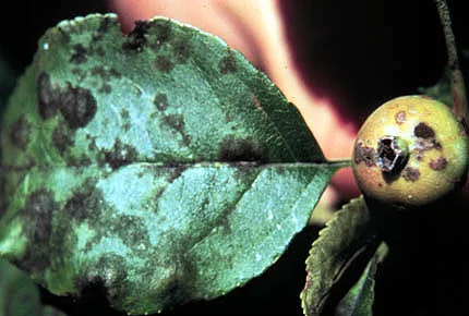 Disease Types — photo 8