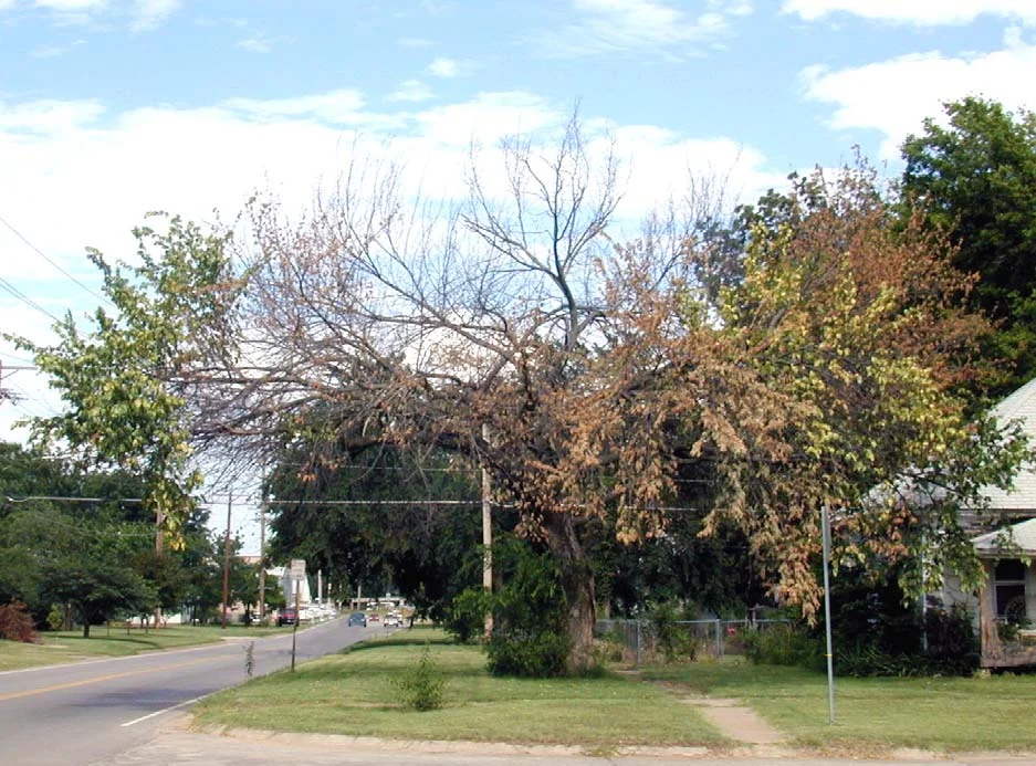 Dutch Elm Disease — photo 2
