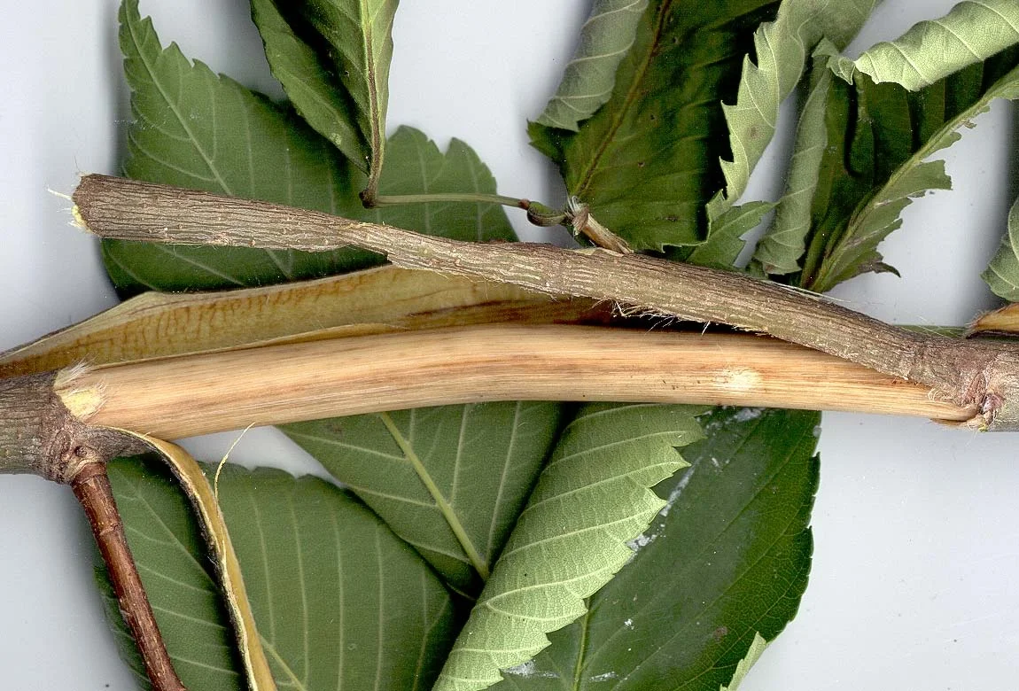 Dutch Elm Disease — photo 3