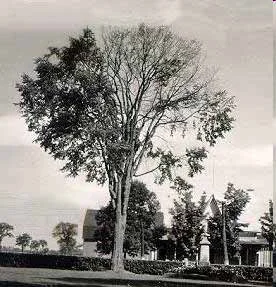 Dutch Elm Disease — photo 4