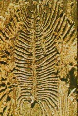 Dutch Elm Disease — photo 5