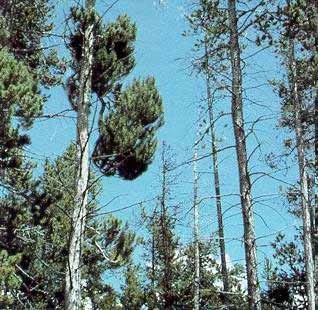 Dwarf Mistletoe — photo 2