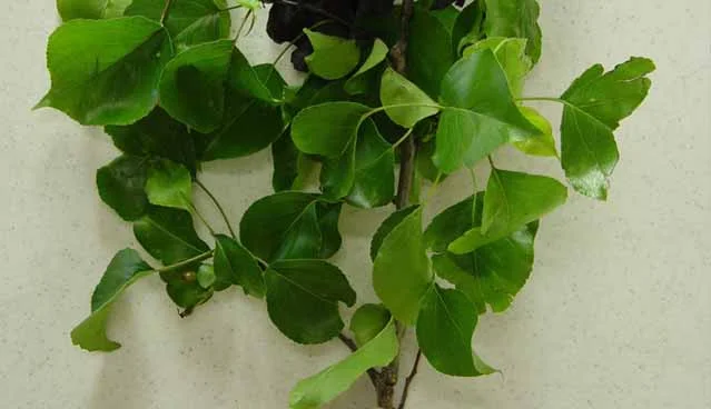 Fire Blight — photo 2