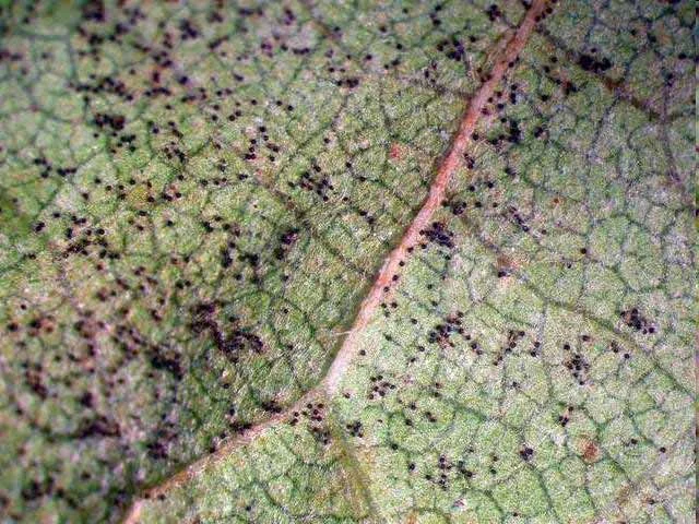 Forms cleistothecia (fungal — photo 2