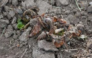 Freeze damage — photo 17