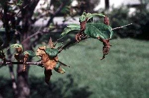 Freeze damage — photo 18