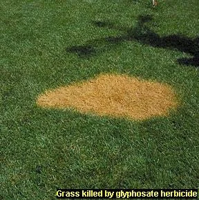 Glyphosate Herbicide Injury — photo 19