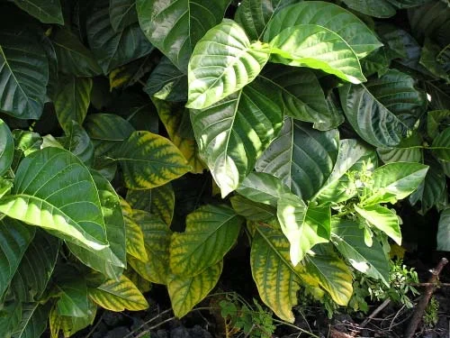 Glyphosate Herbicide Injury — photo 20