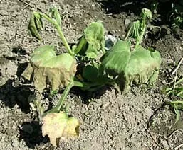 Glyphosate Herbicide Injury — photo 21