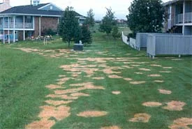Glyphosate Herbicide Injury — photo 36
