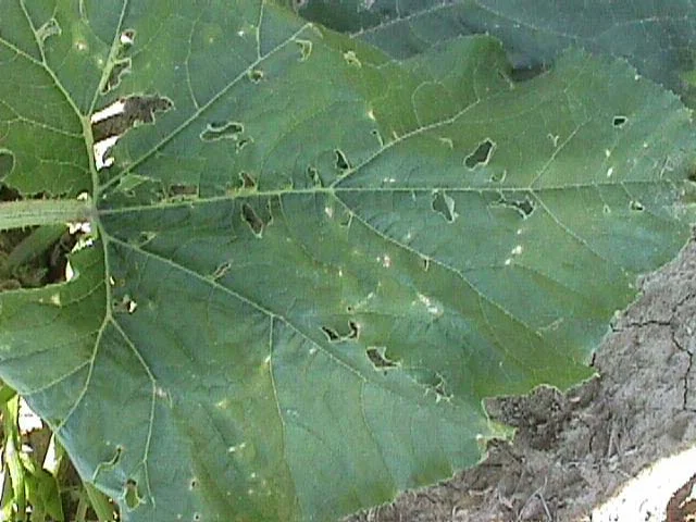 Hail damage on pumpkin leaf — photo 18