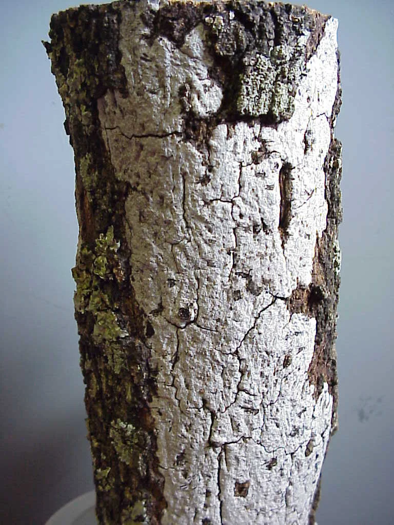 Hypoxylon Canker — photo 2