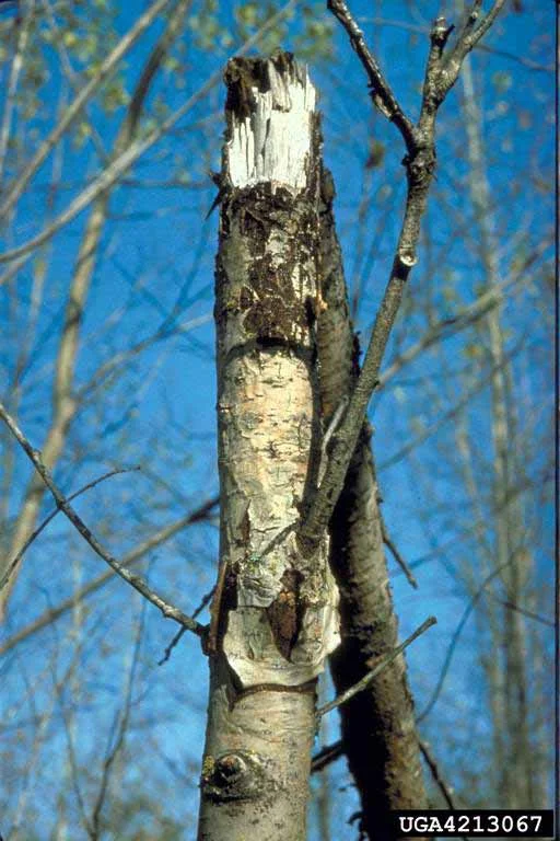 Hypoxylon Canker — photo 3